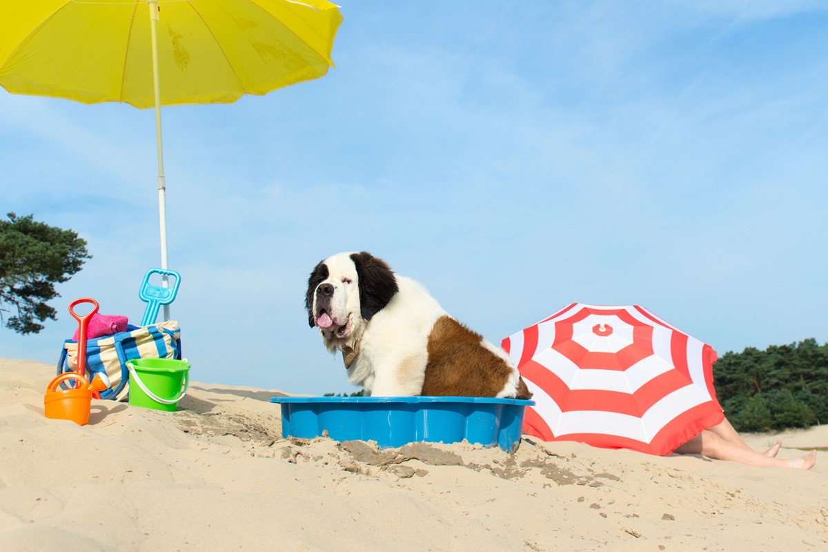 Dog On Holiday1